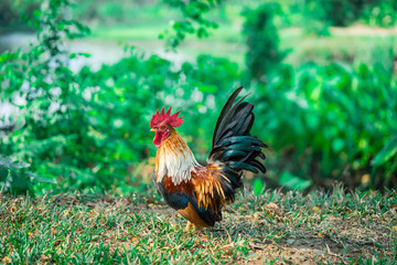 Bantam Chicken walking in the park