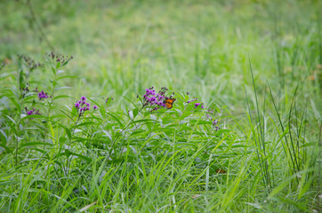 Monarch Butterfly on a Purple Flower