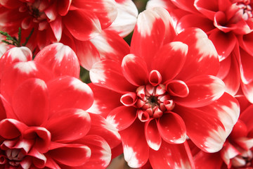 Red Dahlia in close up