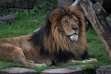 majestic lion views territory © nature guy