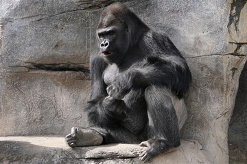 thinking silverback gorilla © nature guy
