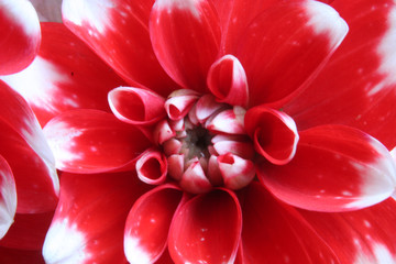 Red Dahlia in close up