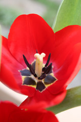 red tulip top view