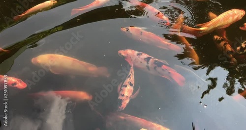 Twilight In Koi Pond >> Group Of Various Colourful Large Koi Carp Kohaku Or Japanese Koi Twilight In Koi Pond >> Group Of Various Colourful Large Koi Carp Kohaku Or Japanese Koi