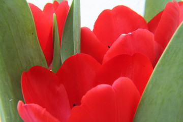 red tulip