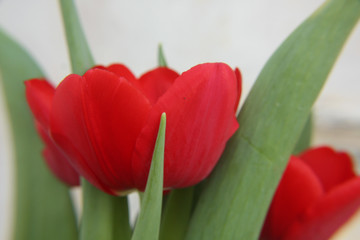 Fototapeta premium red tulip