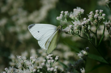 Cabbage White Butterfly on a White Flower
