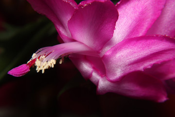 christmas cactus