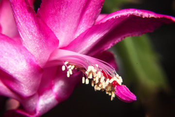 christmas cactus