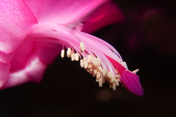 christmas cactus