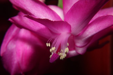 christmas cactus