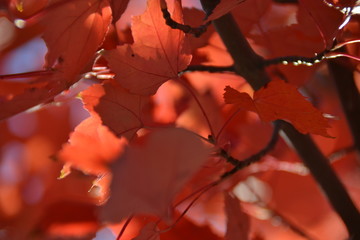 Fall_foliage_3