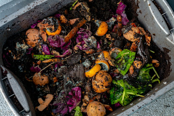 Worm vermiculture compost with rotting food scraps for gardening hobby, making natural fertilizer...