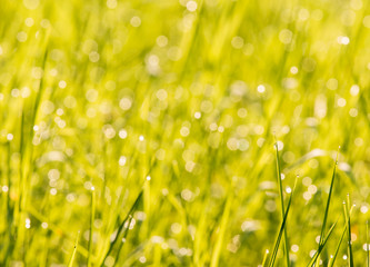 Obraz premium Grass leaves in the field with sunlight, in the morning Chiangmai Thailand