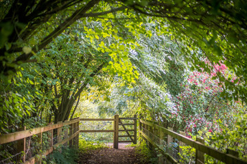 Public footpath gate at end of tree tunnel.