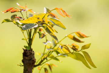 Leaves of tree with sunlight in Chiangmai Thailand