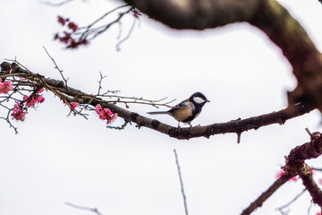 small bird on plum flower tree