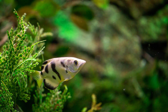 The archer fish in the green water garden in the natural light. 