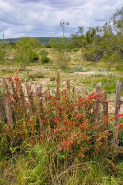 Tasajillo And Windmill