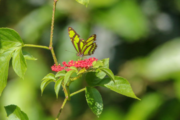 Tropical Colorful Butterfly