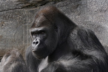 Obraz premium silverback gorilla staring