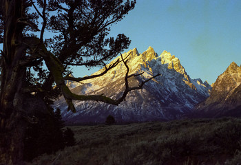 Cathedral Group Framed By The Old Patriarch