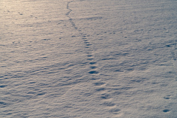 雪の上の足跡