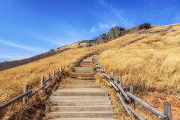 ganwoljae trails with reeds