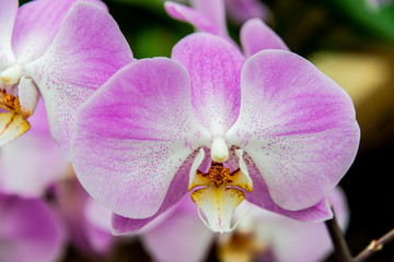 Pink and White orchid