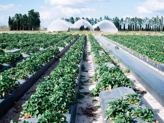 A modern strawberry farm in florida
