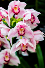 pink orchid on green background