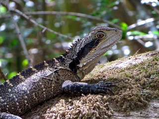 Lizard close-up