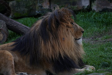lion with amazing mane