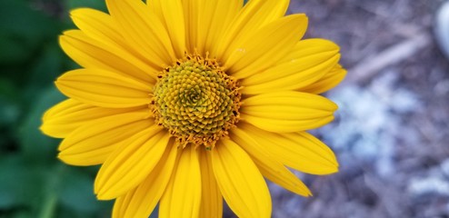 yellow flower on a green background