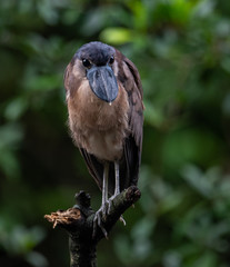Boat Billed Heron in Costa Rica 