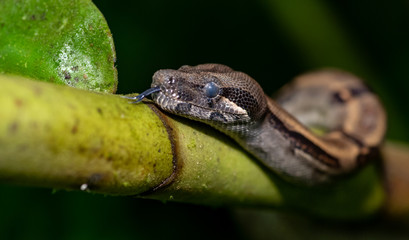 Boa Constrictor in Costa Rica