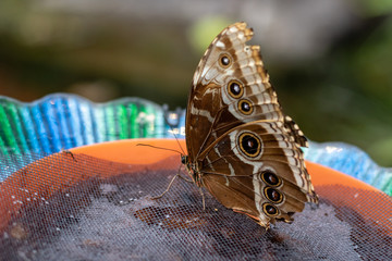 Resting Butterfly