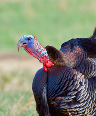 Eastern Wild Turkey gobbling
