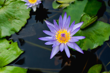 Purple lotus white