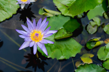 Purple lotus white
