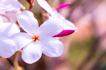 The white plumeria flowers are seen on the blue background.