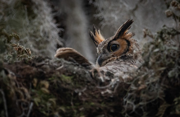 Naklejka na ściany i meble Great Horned Owl in Nest