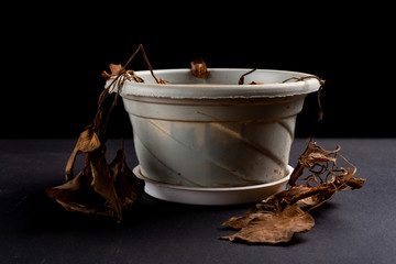 faded plant on a dark background