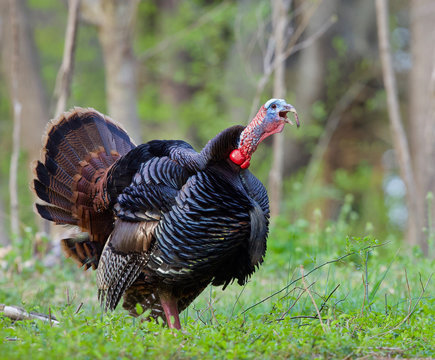 Eastern Wild Turkey gobbling