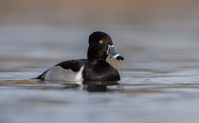 Obraz premium Ring Necked Duck in Canada 