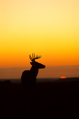 Whitetail Buck Sunrise