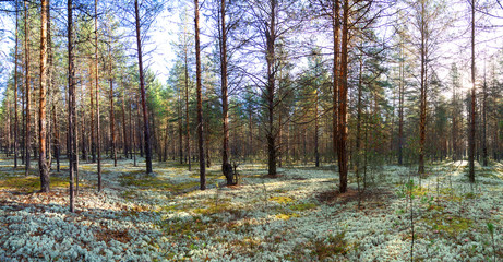 Obraz premium Panorama of the autumn pine forest in a rural place