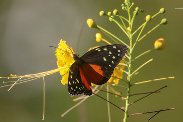 Butterfly Showing off Its Wings