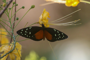 Butterfly Showing off Its Wings