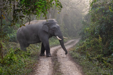 Obraz premium Elephant in the Jungle